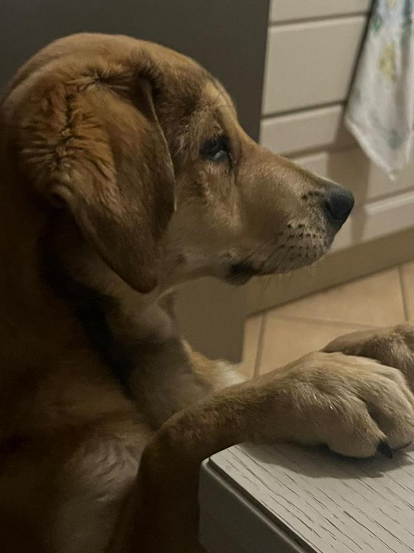 ✨ La storia di Nala ✨ Foto 4